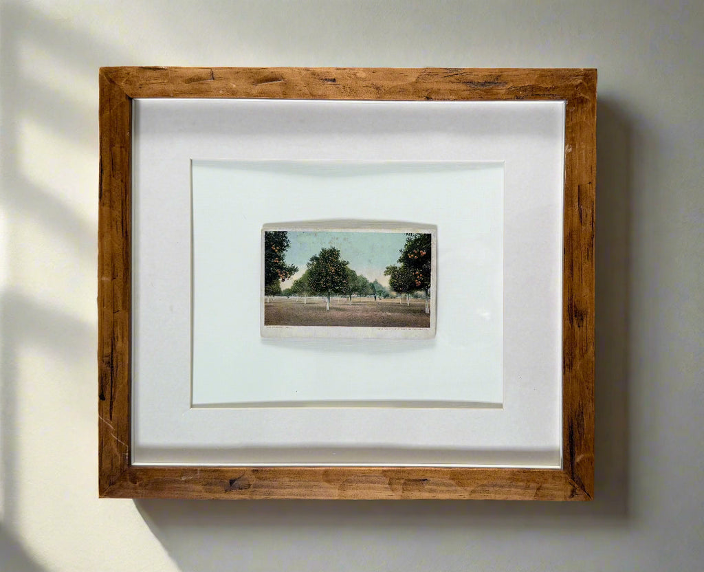 Vintage Florida Orange Grove Framed Post Card - circa 1900s
