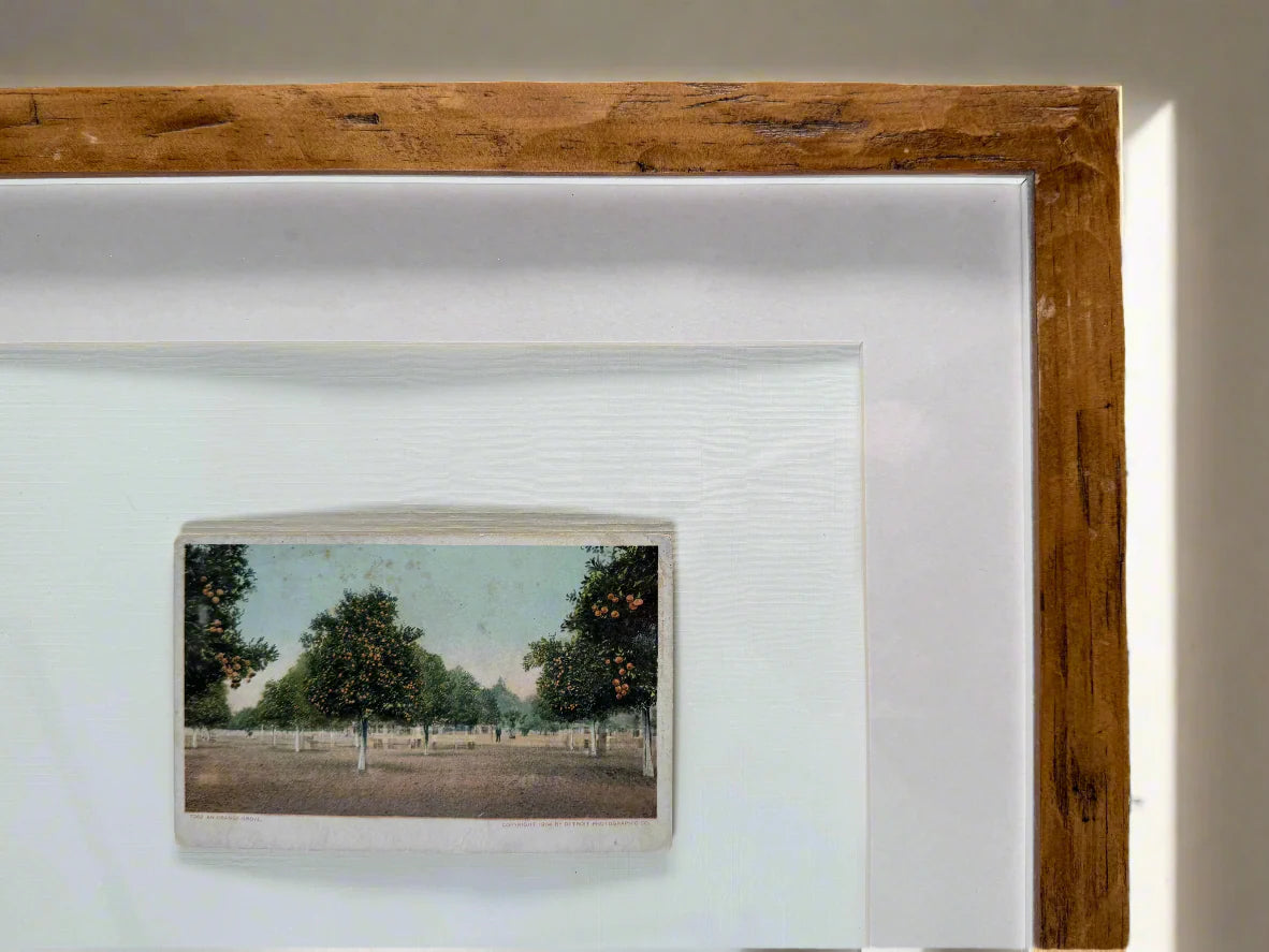 Vintage Florida Orange Grove Framed Post Card - circa 1900s